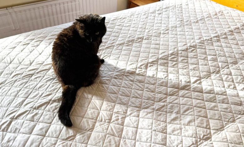 Scooms mattress protector review: A luxury option