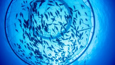 Are Deep Sea Fish Farms the Future of Aquaculture? Forever Oceans thinks so