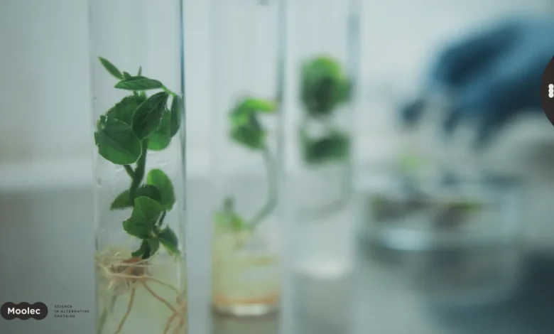 Good Food Institute Sees Fourth Pillar of Alt Protein Market Through Molecular Farming