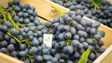 Hazel's New CEO Focuses on Life Extension Product Diversification and Geographic Expansion