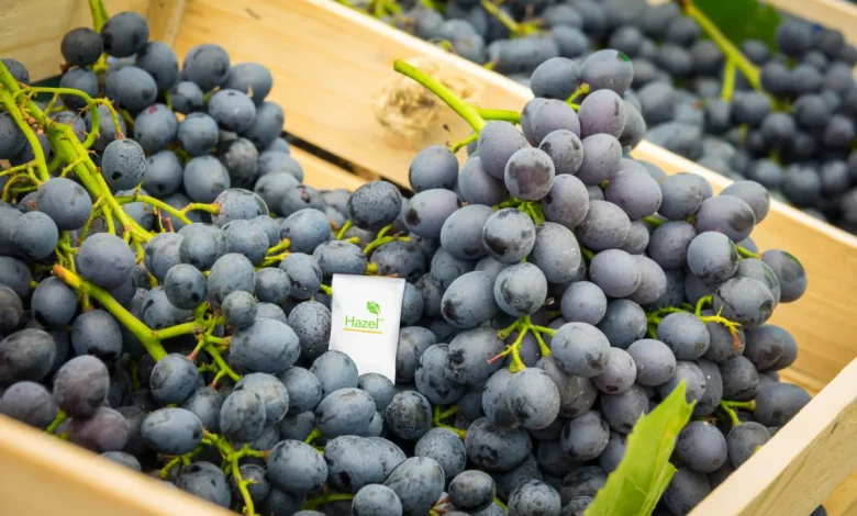 Hazel's New CEO Focuses on Life Extension Product Diversification and Geographic Expansion