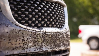 How to Clean Your Car's Grille, Regardless of Style