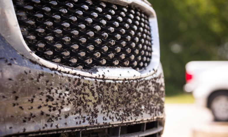 How to Clean Your Car's Grille, Regardless of Style