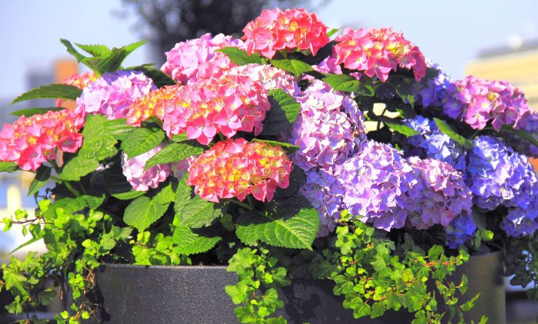 March is make or break for these 5 garden plants