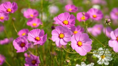 The 7 best flowers to sow in March for amazing spring colors
