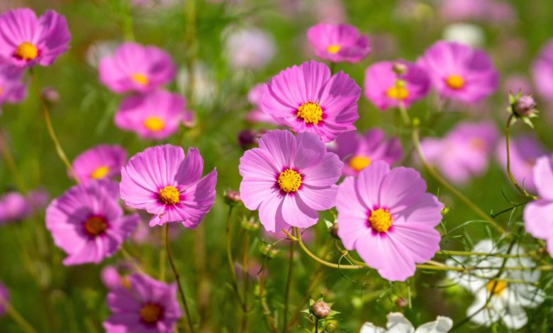 The 7 best flowers to sow in March for amazing spring colors
