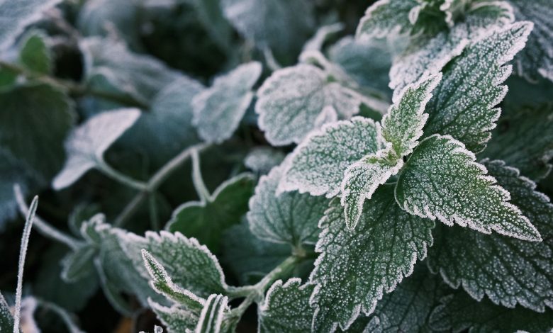 When is the right time to start planting in 2026? The last frost date is revealed